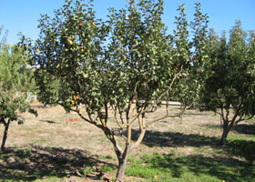 a-fruit-orchard.jpg