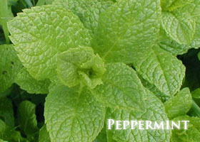 f-peppermint.jpg