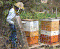 Ready to open lid on Hive